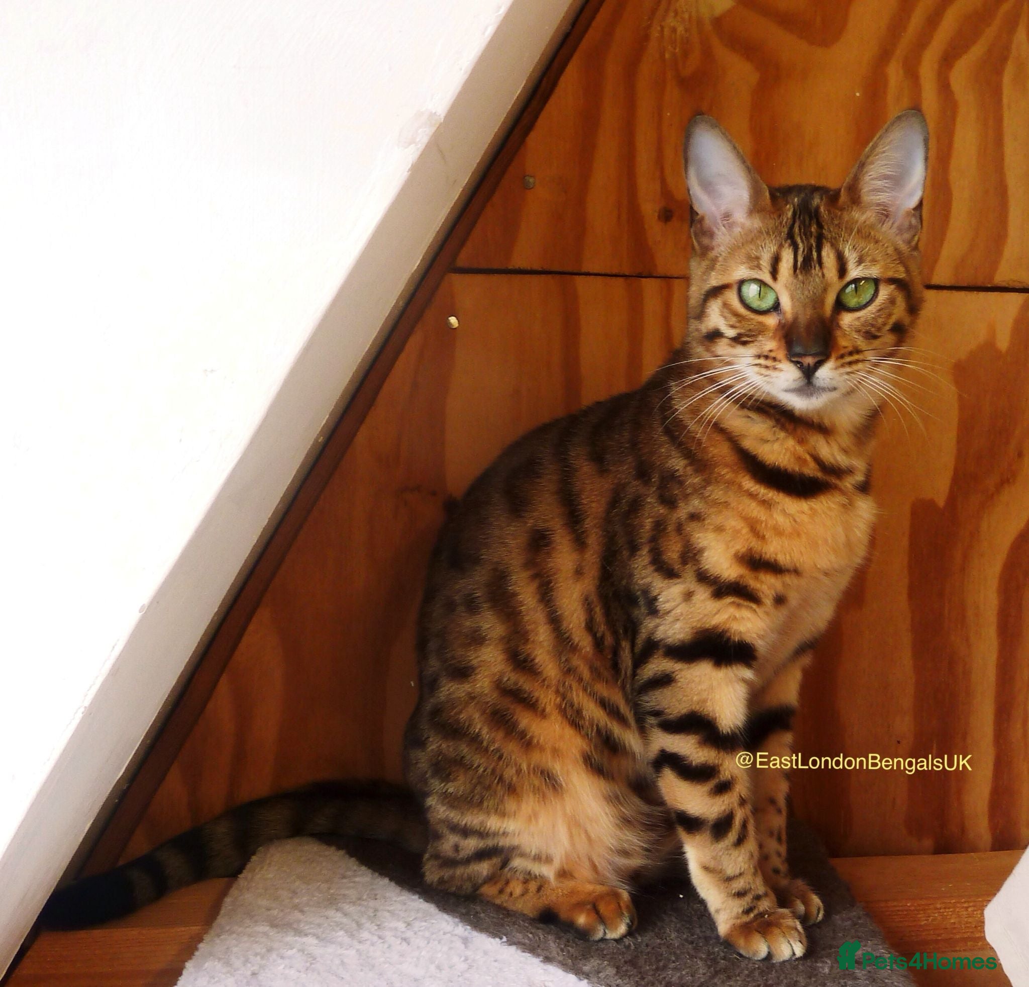 Bengal cats Female Friendly Bengal mother - Advert 1