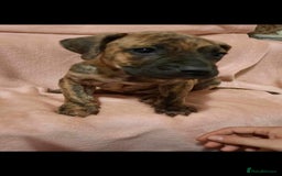 Presa Canario dogs for stud: STUD DOG presa canario pedigree reverse brindle - Image 7