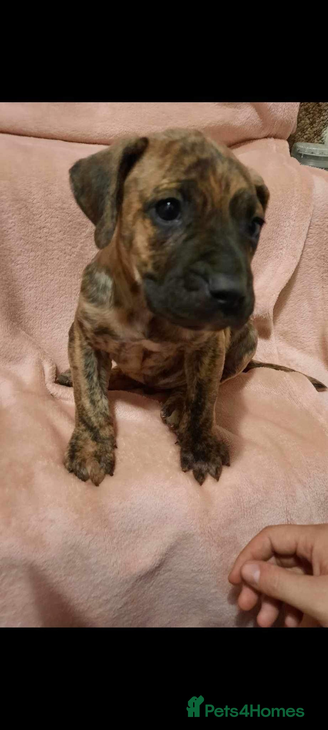 Presa Canario dogs for stud: STUD DOG presa canario pedigree reverse brindle - Image 7