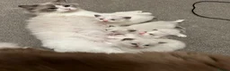 Ragdoll cats for sale:  TICA Quality Beautiful ragdoll kittens 😻🌟 - Advert 18