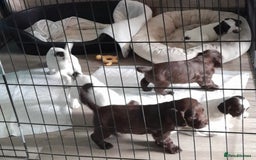Sprocker dogs for sale: Sprocker puppies - Image 12