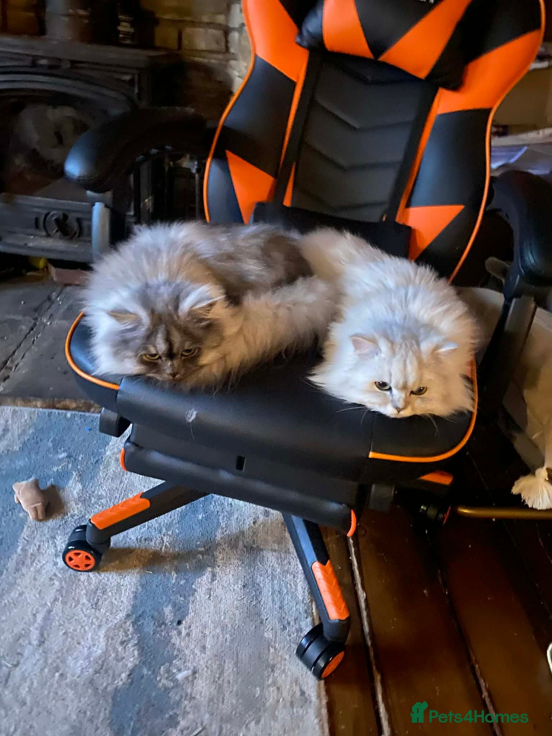 Persian cats for sale: Chinchilla Persian looking for new home  - Advert 3