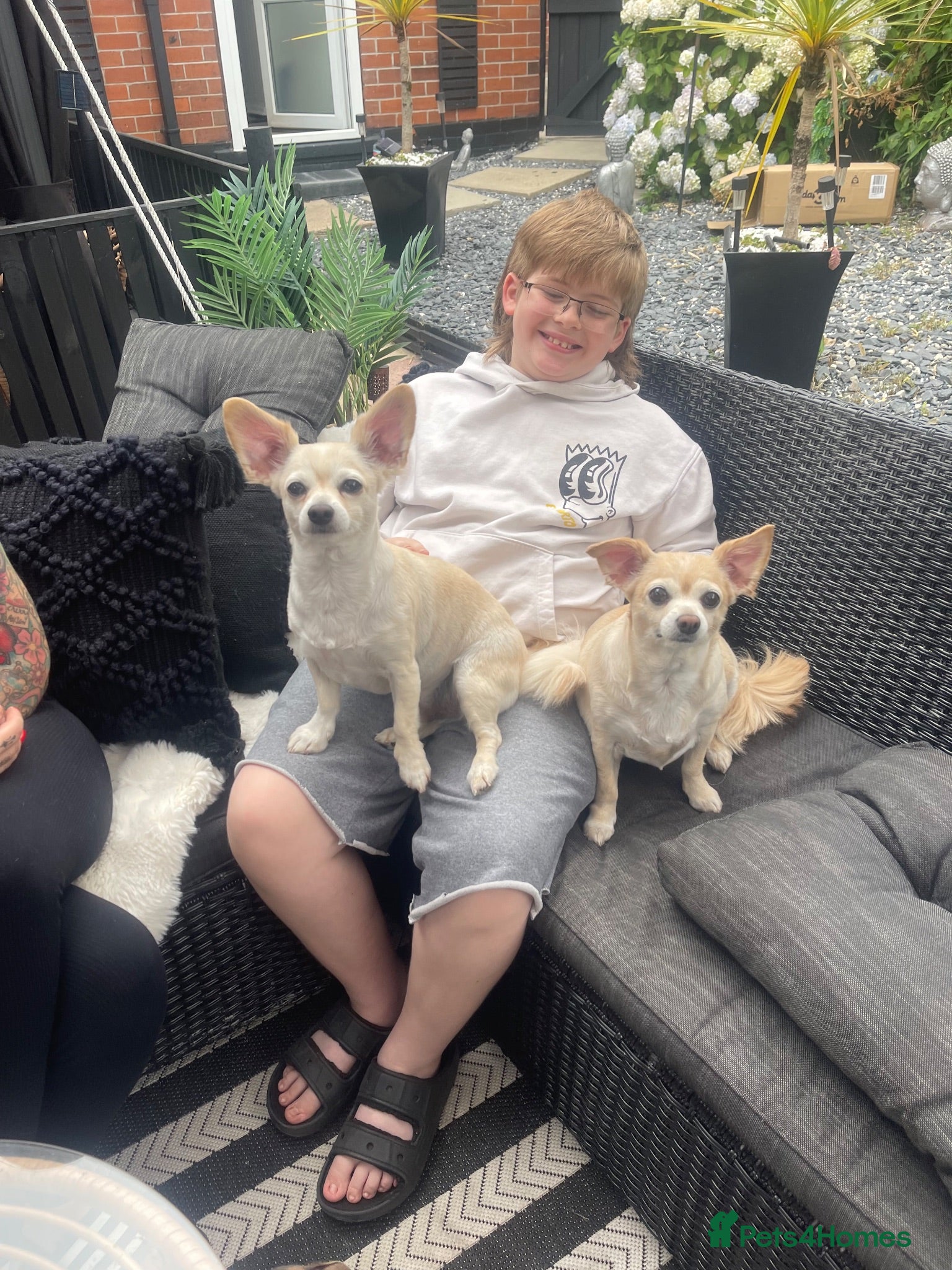 Chihuahua dogs Mum son and daughter  - Advert 5