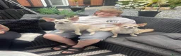 Chihuahua dogs for sale: Mum son and daughter  in Wakefield - Advert 1