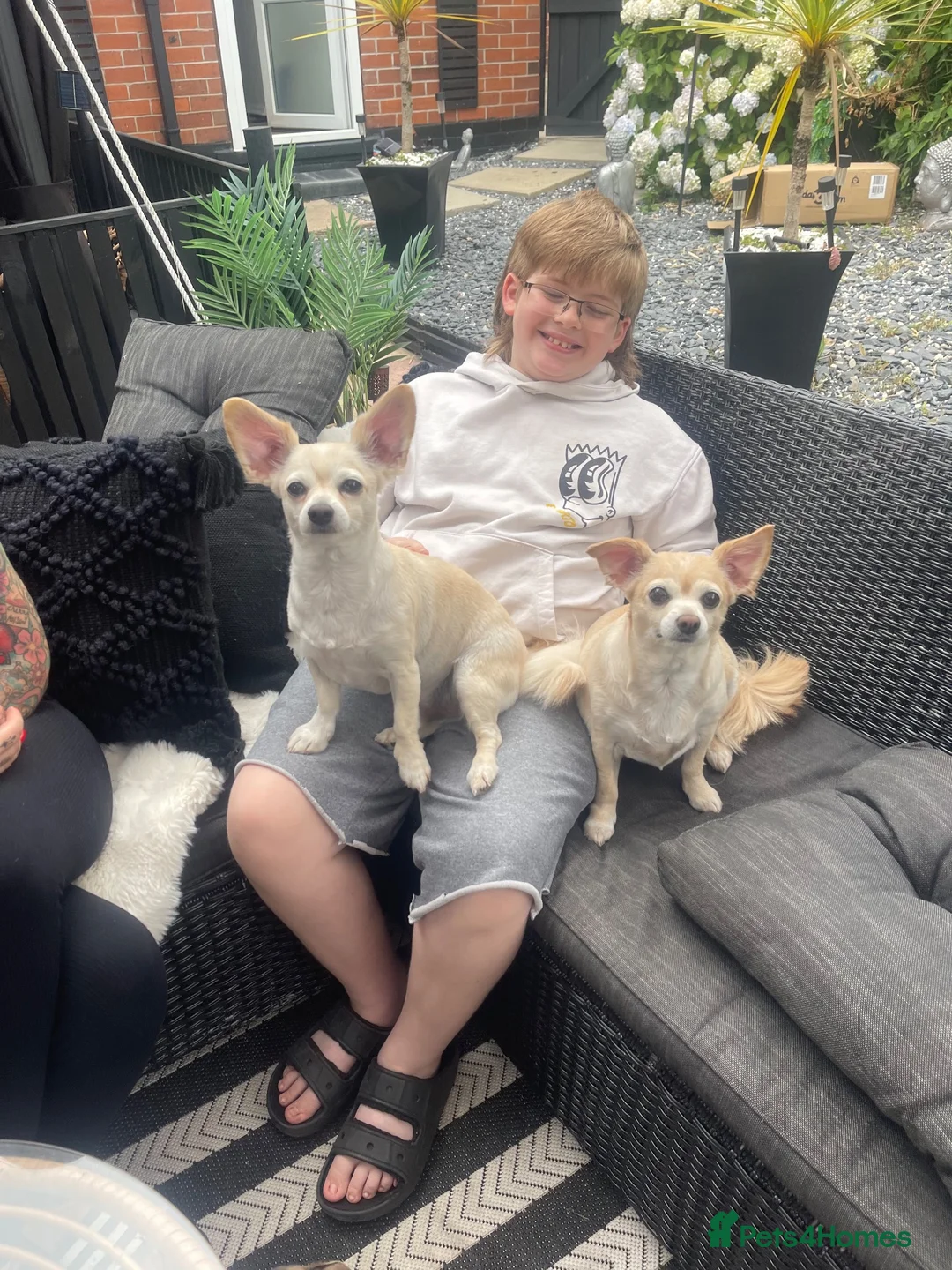 Chihuahua dogs for sale: Mum son and daughter  in Wakefield - Advert 1