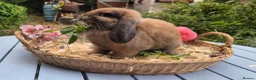 Mini Lop rabbits for sale: Two Mini lops and 4 Dwarf lops available - Advert 21