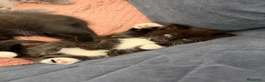 Mixed Breed Kitten 2