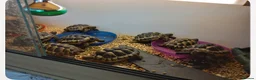 Tortoise reptiles for sale: Mediterranean spur thighed baby tortoises  - Advert 3