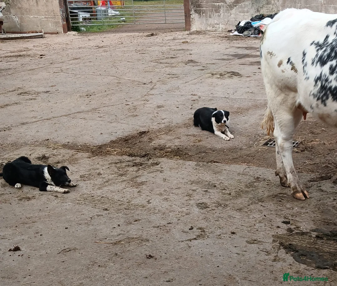 Border Collie dogs for sale: Border Collie Dog in Omagh - Advert 6