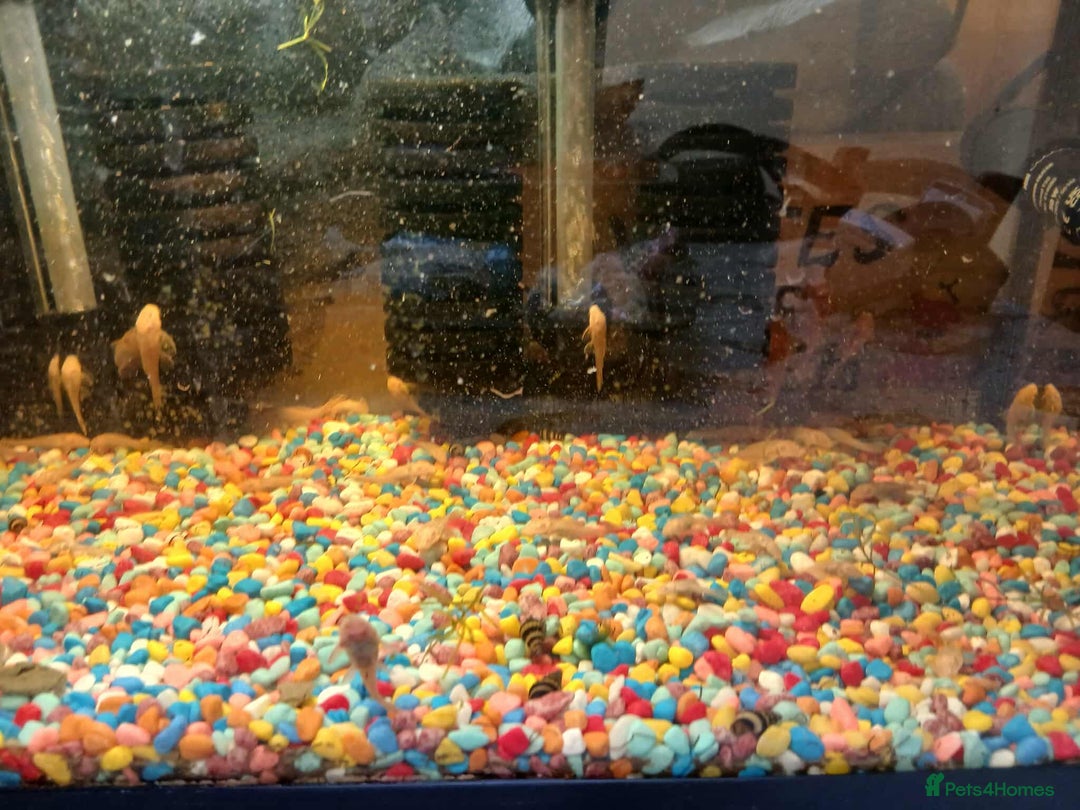 Plecos fish for sale: Albino bristlenose pleco - Advert 3