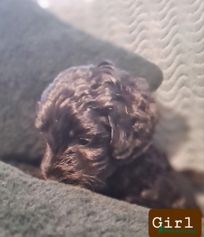 Labradoodle dogs Mini Labradoodles (Multi Gen)— Ready 3rd Dec - Advert 12