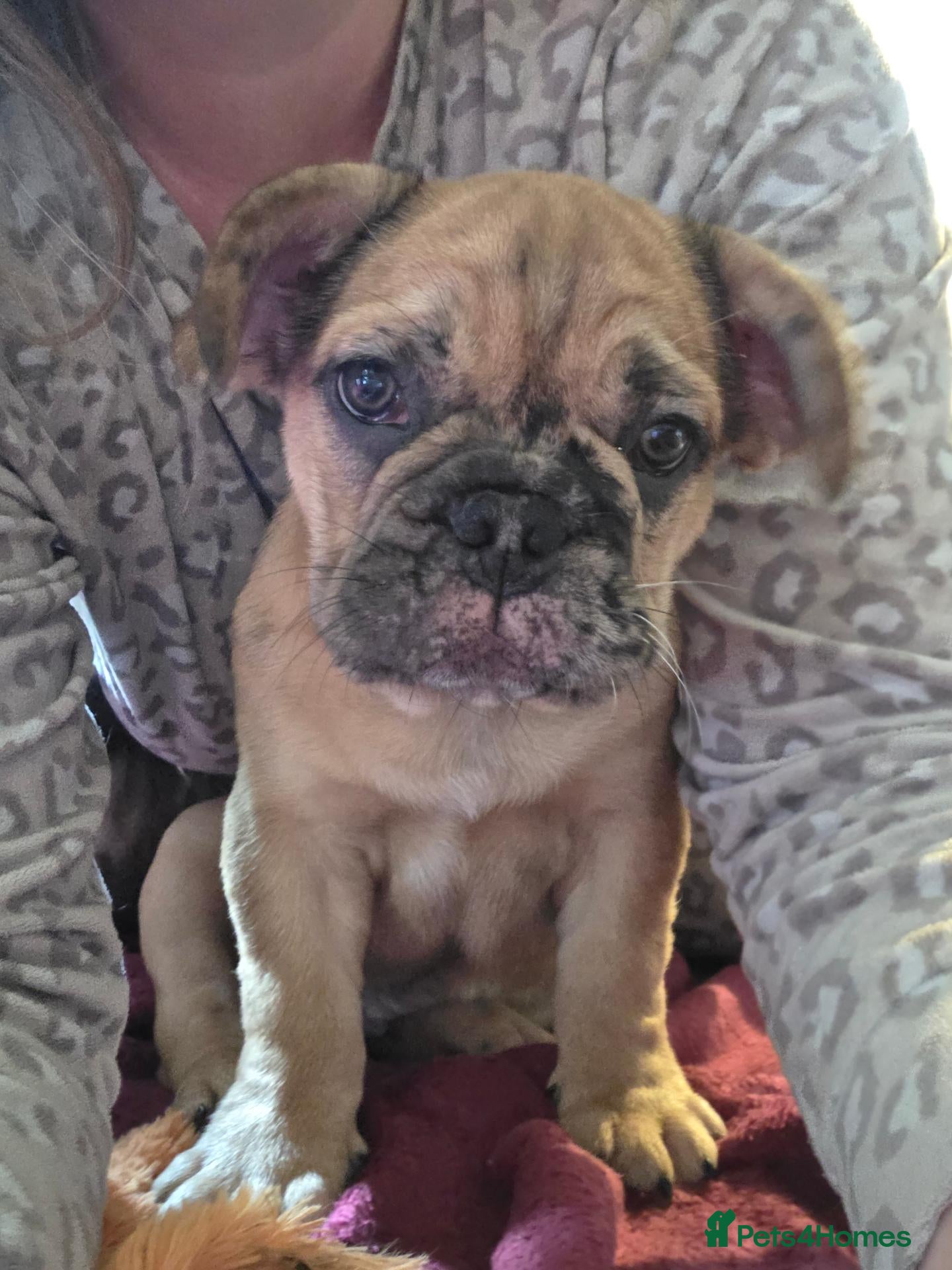 French Bulldog dogs for sale: *BOY READY NOW* French bull dog fluffy rope puppy - Advert 1