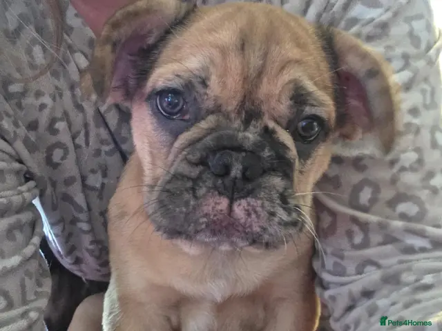 French Bulldog dogs for sale: *BOY READY NOW* French bull dog fluffy rope puppy - Advert 1