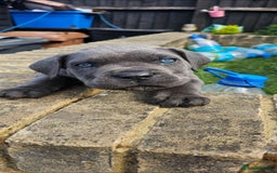 Cane Corso dogs for sale: LAST PUPY PURE BLOOD CANE CORSO 🐶  in Stevenage - Image 17