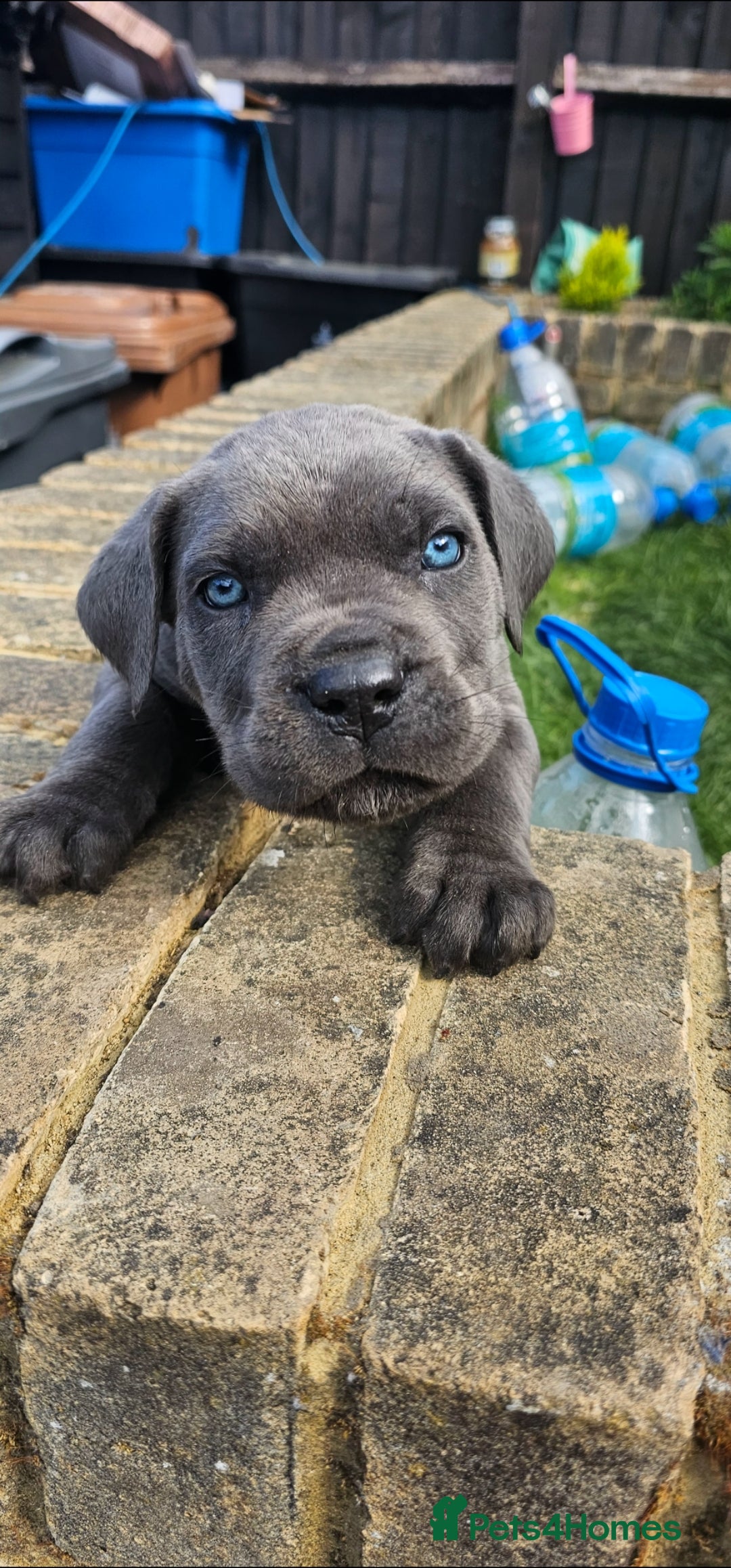 Cane Corso dogs for sale: LAST PUPY PURE BLOOD CANE CORSO 🐶  in Stevenage - Image 17