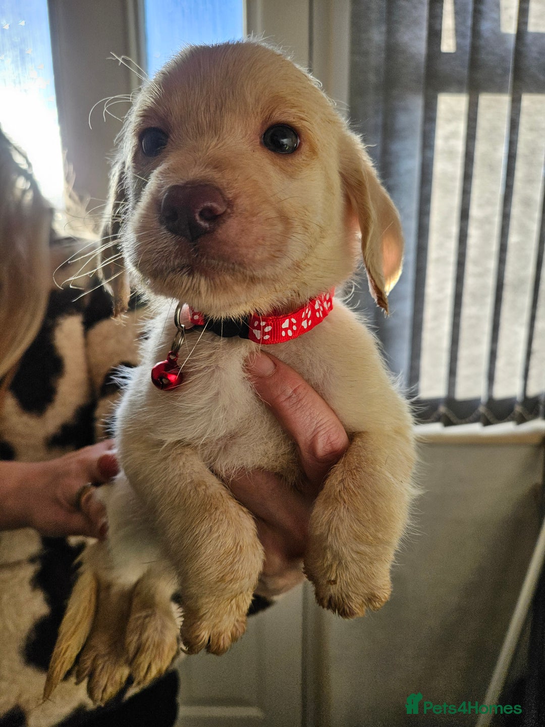 Labradoodle dogs for sale: 9 gorgeous labradoodles, red fox and cream - Advert 28