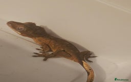 Gecko reptiles for sale: Tiger bridle dalmatian crested gecko - Image 3