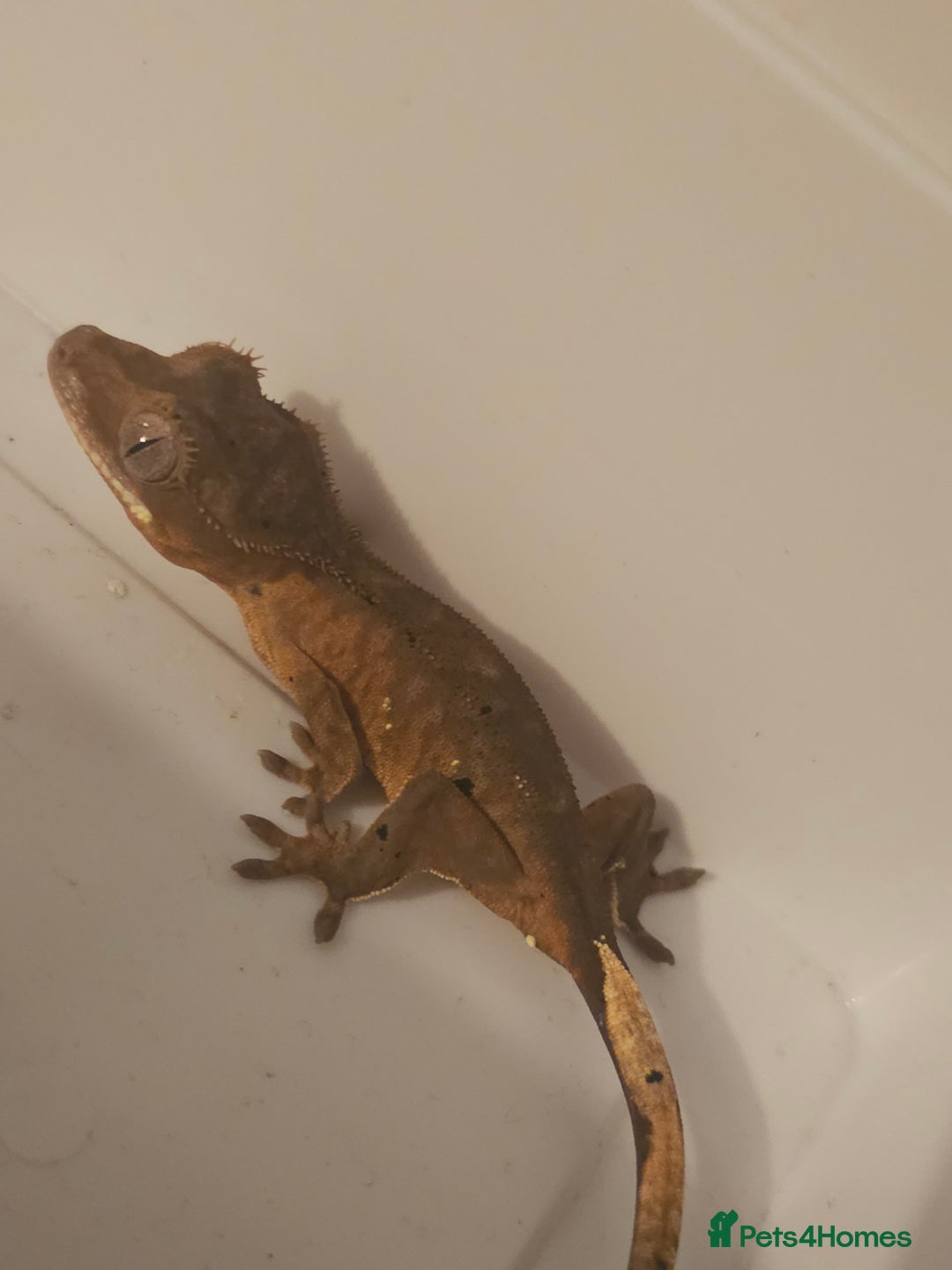 Gecko reptiles for sale: Tiger bridle dalmatian crested gecko - Image 3