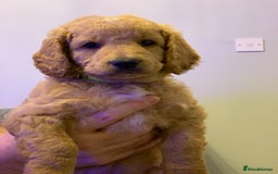 Double Doodle dogs for sale: Double doodles - Image 29