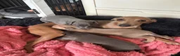 Italian Greyhound dogs for sale: Kc reg Italian greyhound puppies for sale - Advert 9