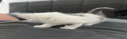 Mixed Breed cats for sale: 4 kittens  - Advert 24