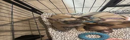 French Bulldog dogs for sale: READY TO HOME KC FRENCH BULLDOG PUPPIES - Advert 13
