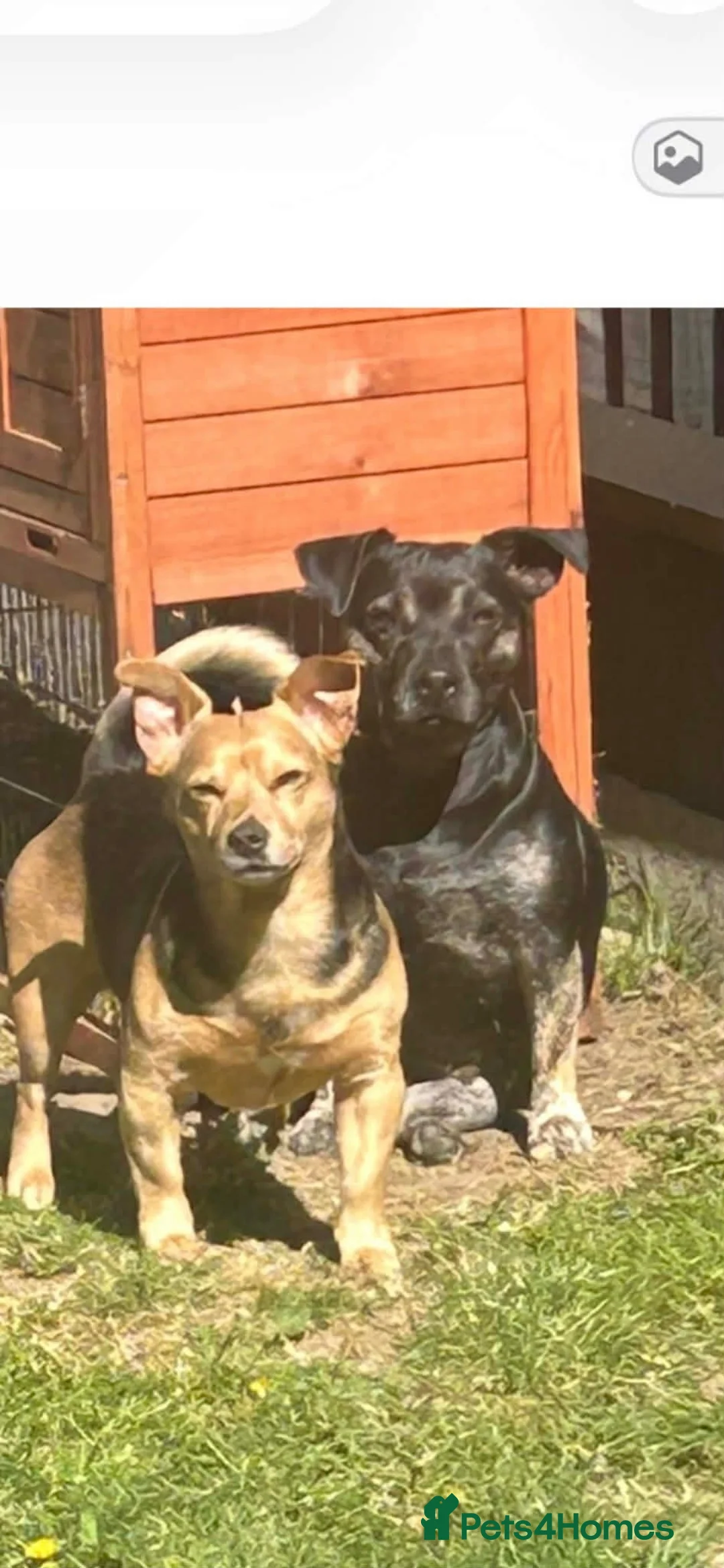 Mixed Breed dogs for sale: Jack Russell Cross Pocket Bully Puppies - Advert 9
