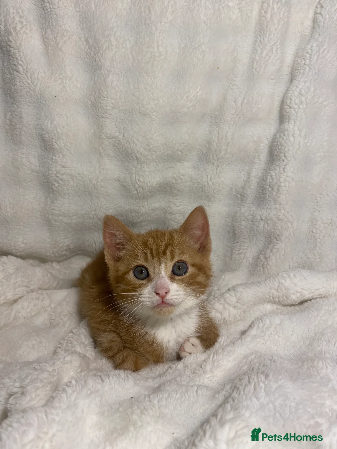 Mixed Breed cats for sale: 3 Adorable Male Kittens Ready For Their New Home🏡 - Advert 10