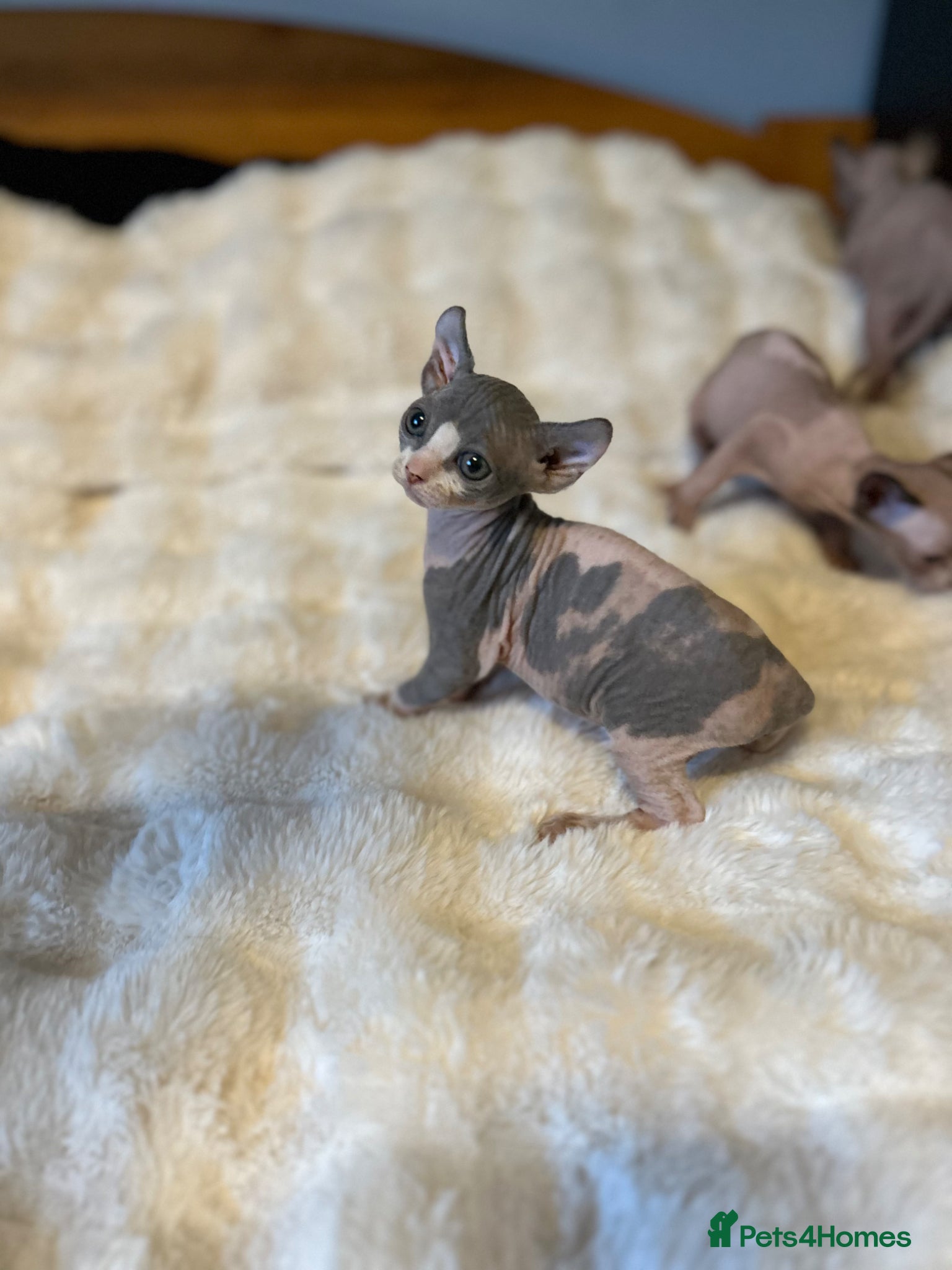Sphynx cats Six gorgeous sphinx for sale  - Advert 1