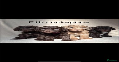 Cockapoo dogs - Advert 10