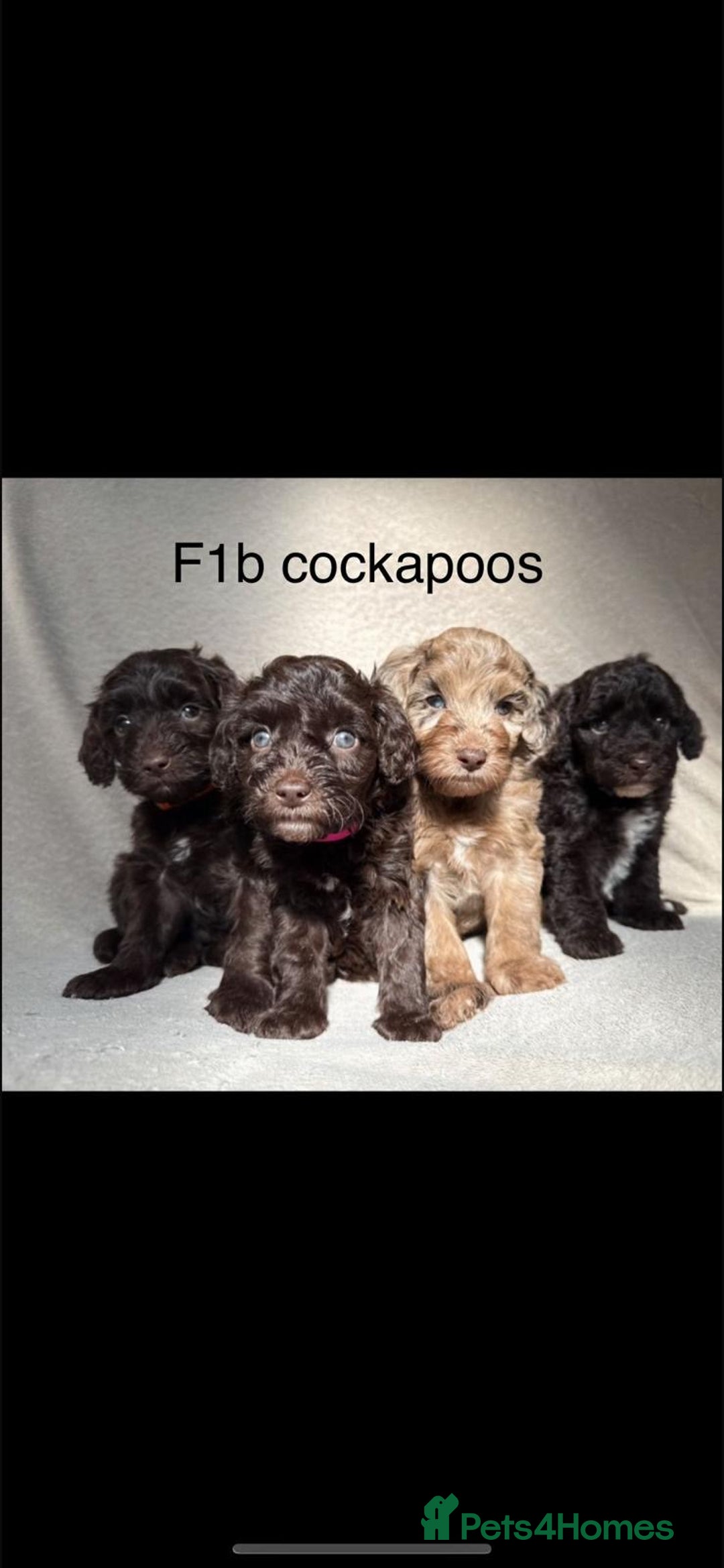 Cockapoo dogs for sale: F1B cockapoos - Image 1
