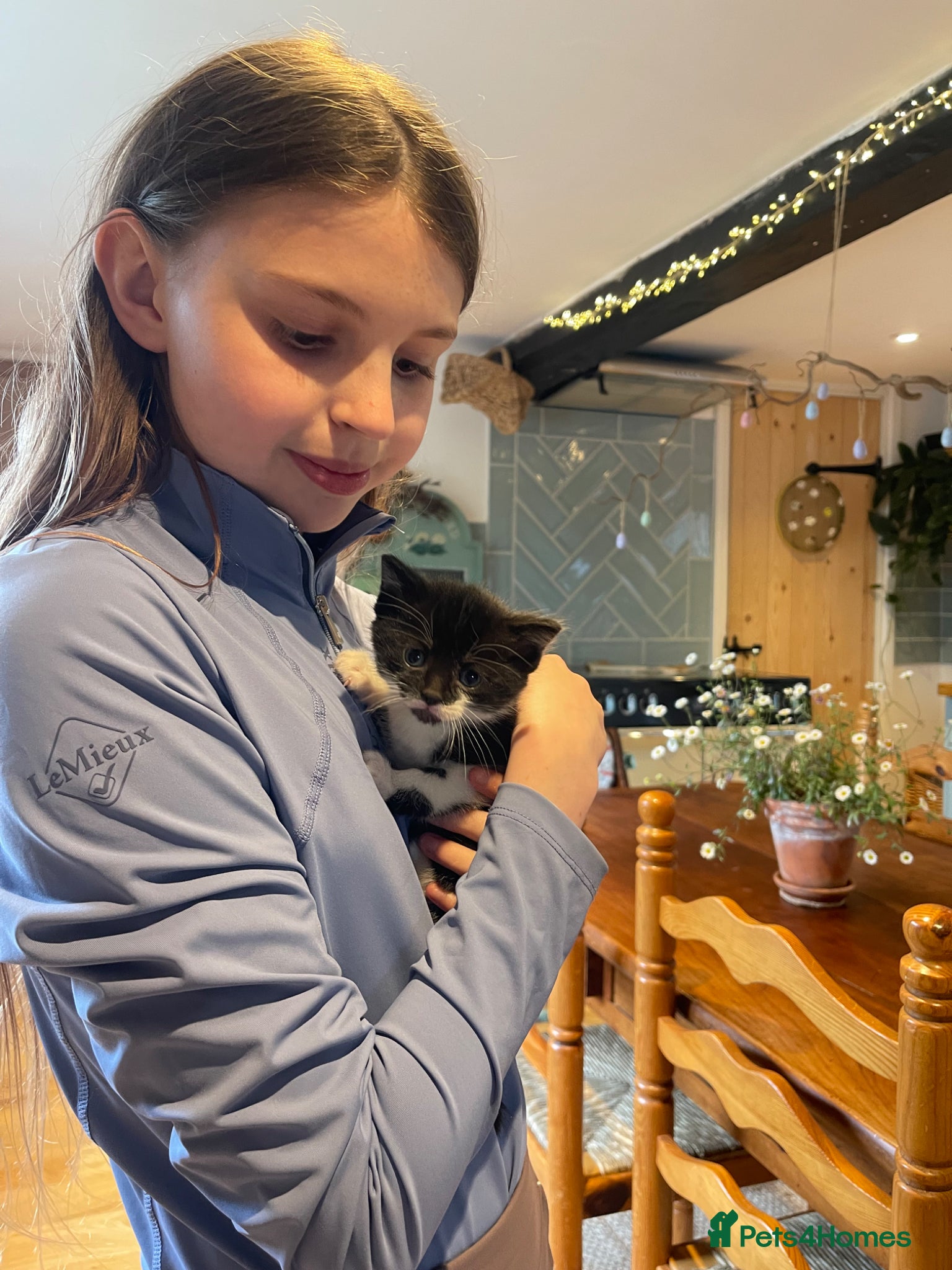 Domestic Shorthair cats for sale: Black & white kitten ready now ( 8 weeks)  - Advert 1