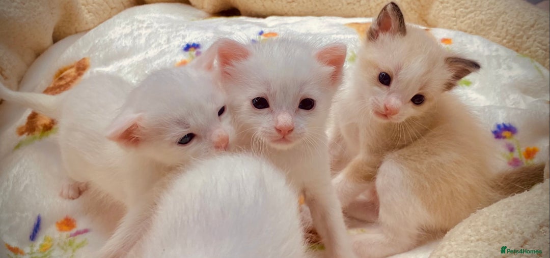 Ragdoll cats for sale: Beautiful Ragdol - Image 12