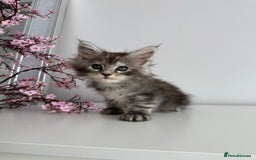 Maine Coon cats for sale: Stunning TICA Maine Coon girls - Image 14