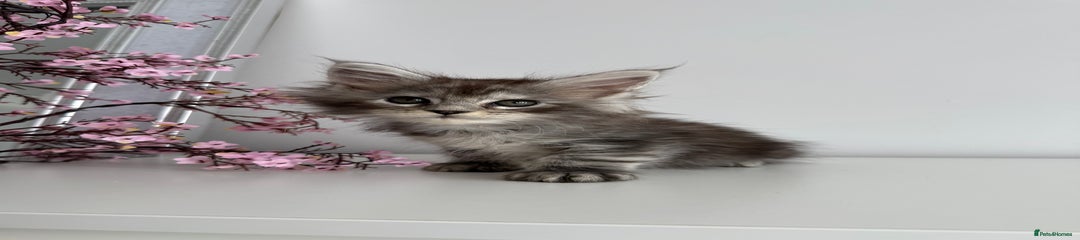 Maine Coon Kitten 3