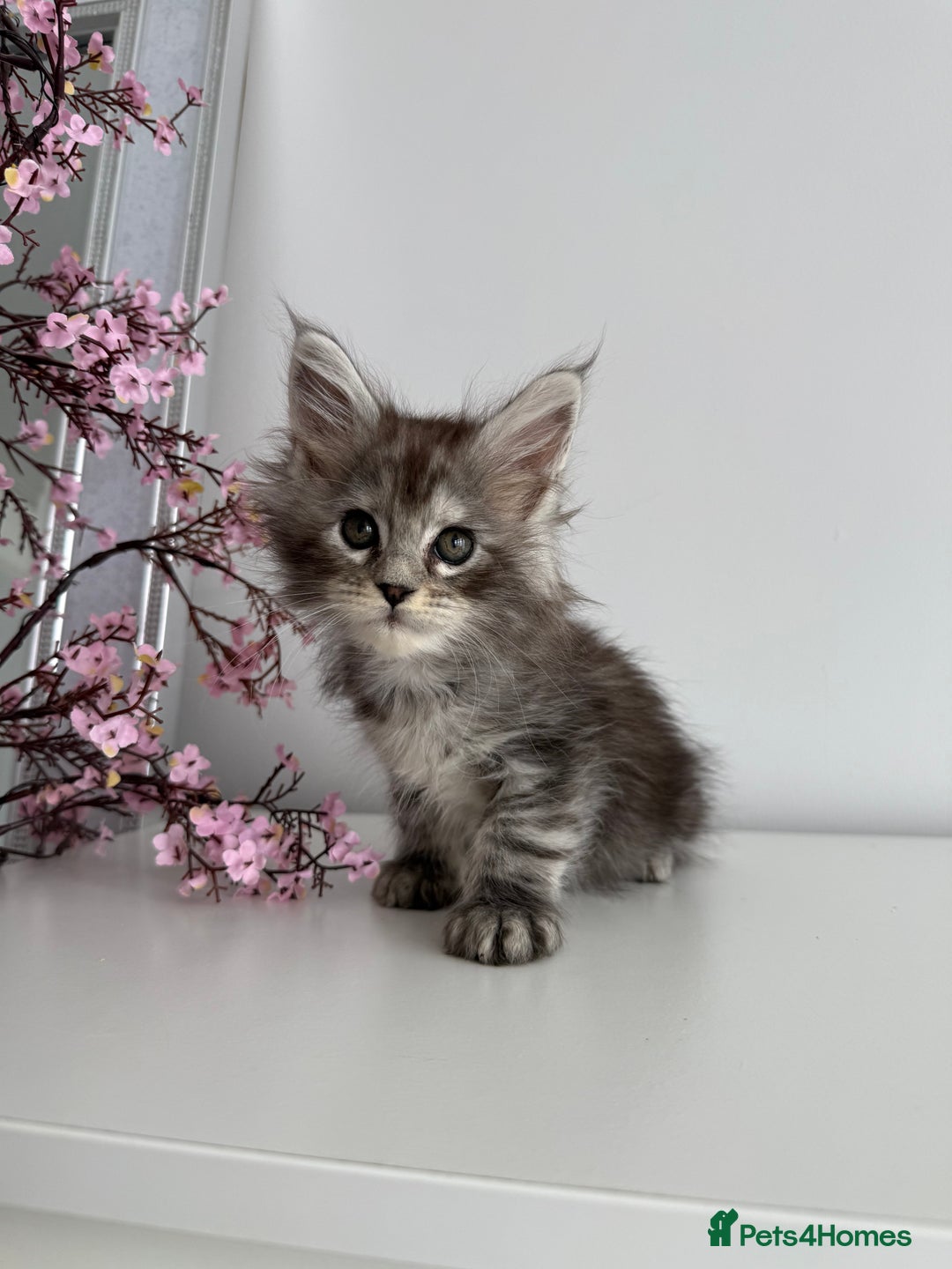 Maine Coon cats for sale: Stunning TICA Maine Coon girls - Image 14