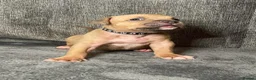 American Bully dogs for sale: Exquisute pocket bullys for sale  - Advert 10