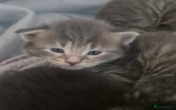 Maine Coon cats for sale: Gorgeous Maine Coons for sale - Image 2
