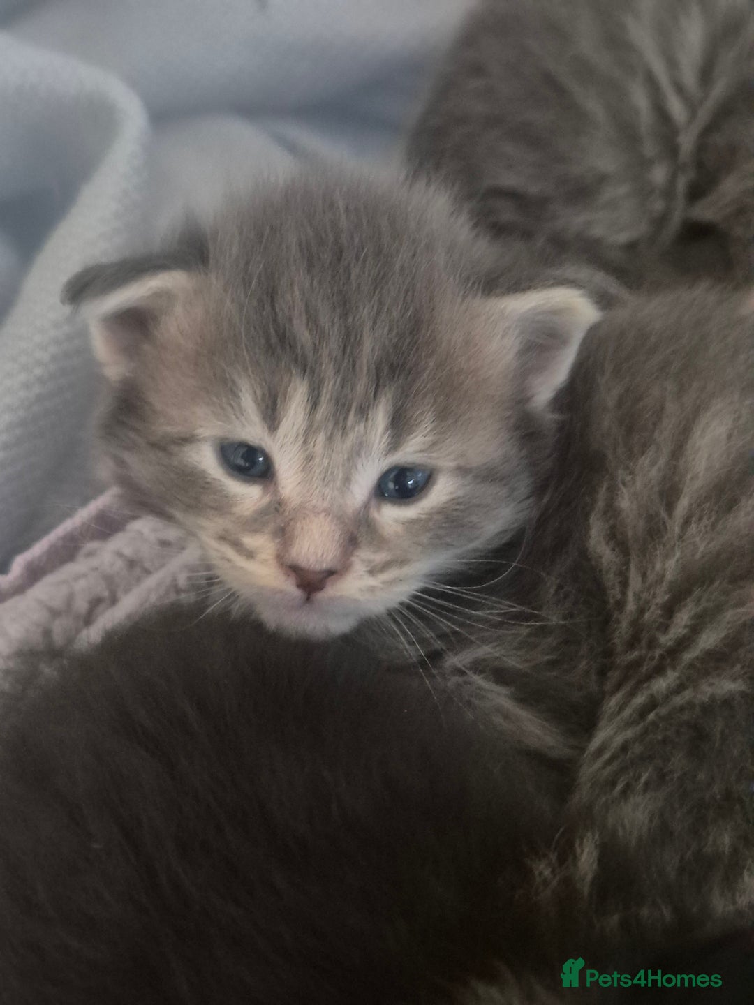 Maine Coon cats for sale: Gorgeous Maine Coons for sale - Image 2