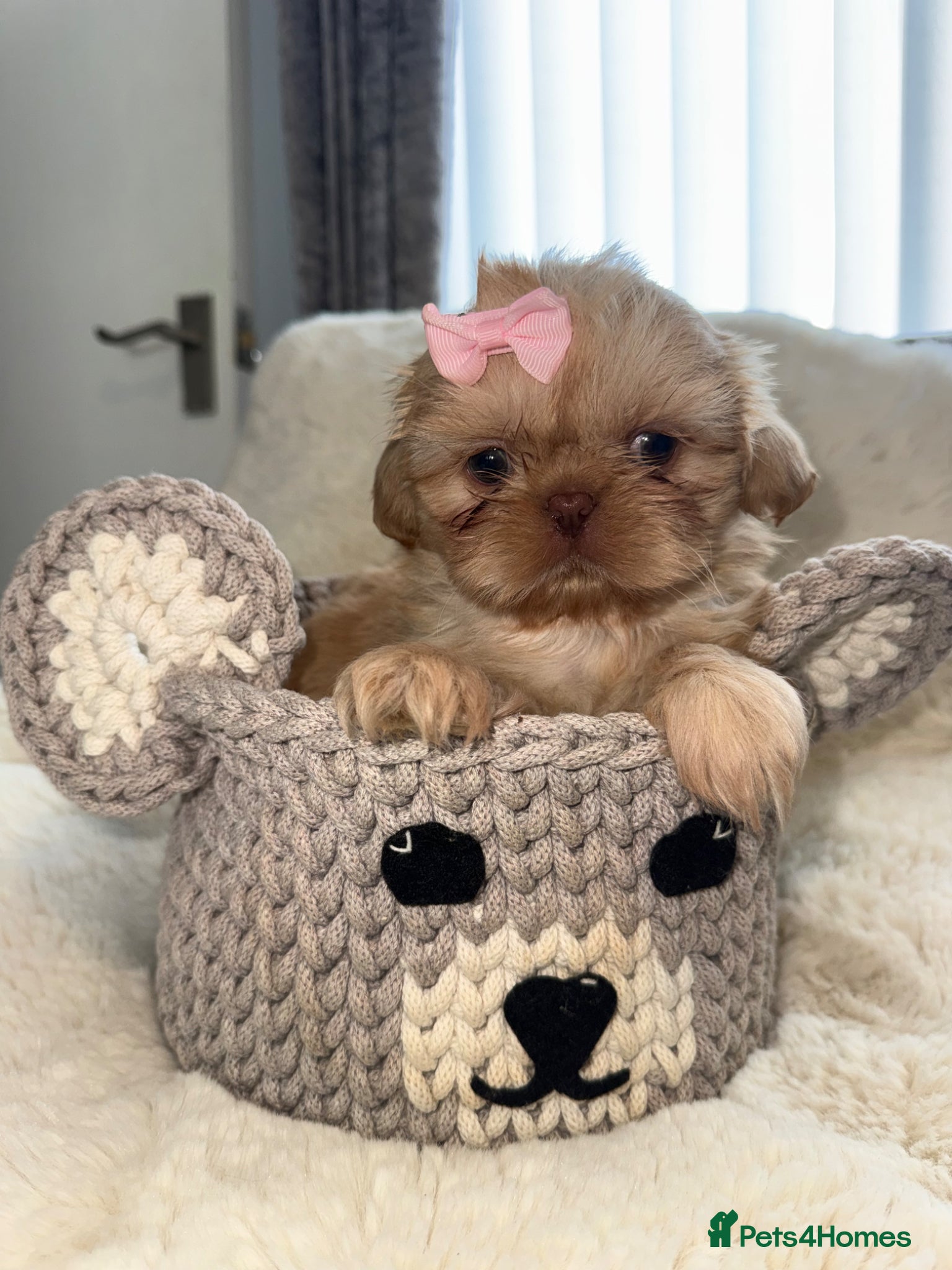 Shih Tzu dogs Imperial shin tzu - Advert 12