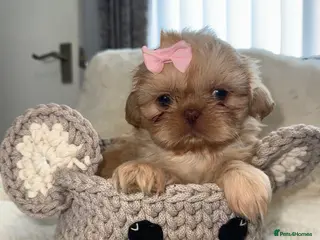 Shih Tzu dogs Imperial shin tzu - Advert 12