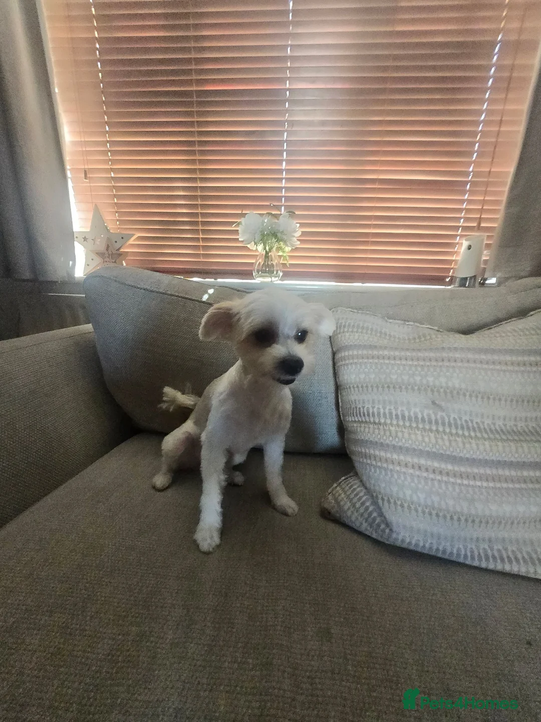 Mixed Breed dogs for sale: Hey there Delilah  - Advert 2
