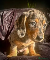 Miniature Dachshund dogs Miniature dachshund puppies - Advert 16