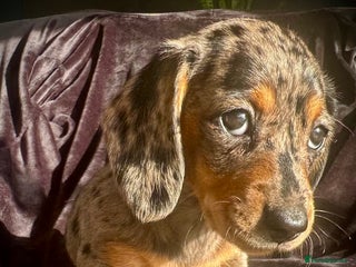 Miniature Dachshund dogs for sale: Miniature dachshund puppies - Advert 1