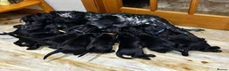 Cocker Spaniel dogs for sale: Cocker Spaniel Puppies, playful, calm temperament - Advert 5