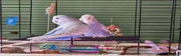 Budgerigars birds for sale: 3 Male Chicks Semi Tame in Betchworth - Advert 4