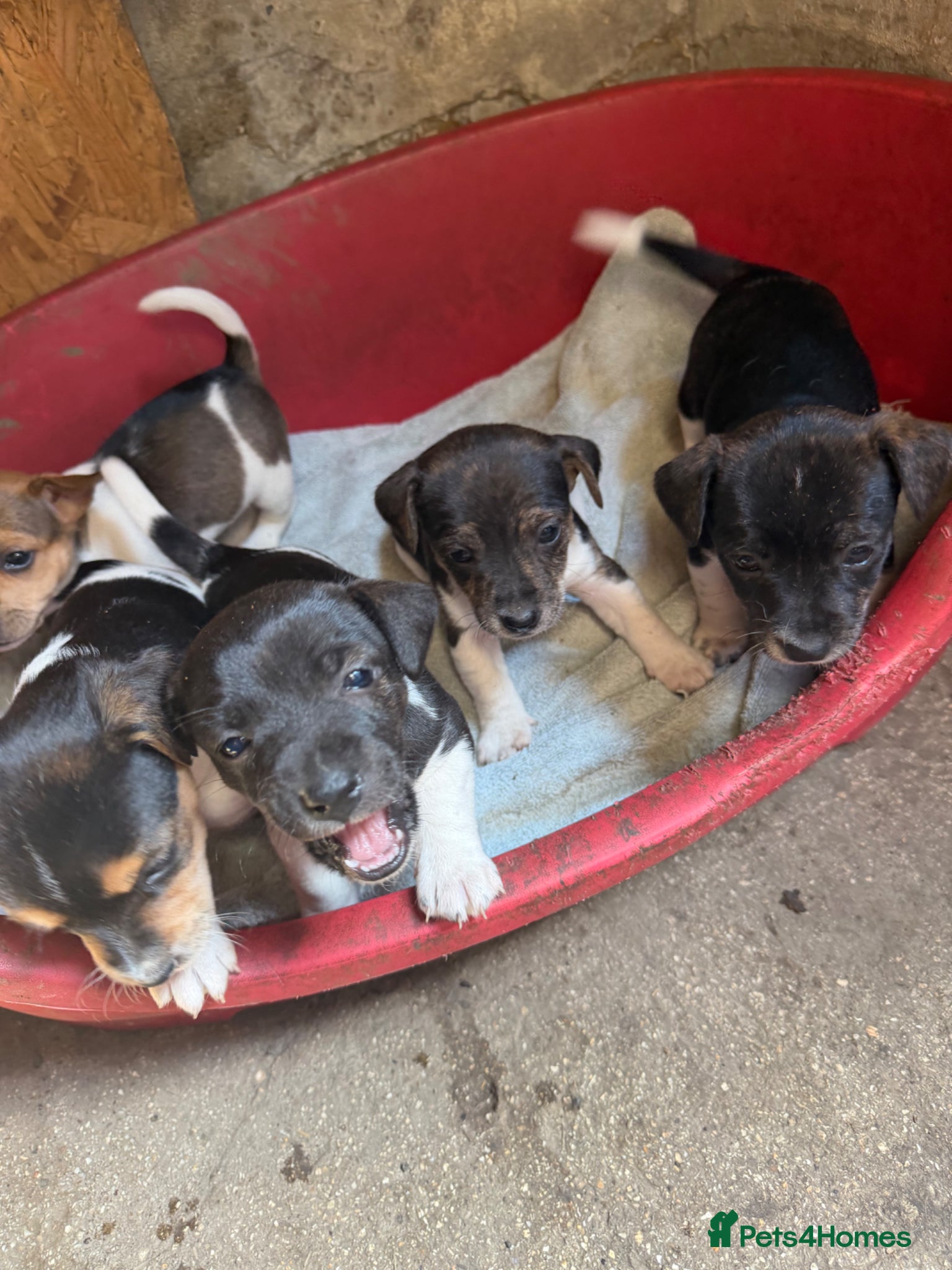 Jack Russell dogs Jack Russell puppies - Advert 3