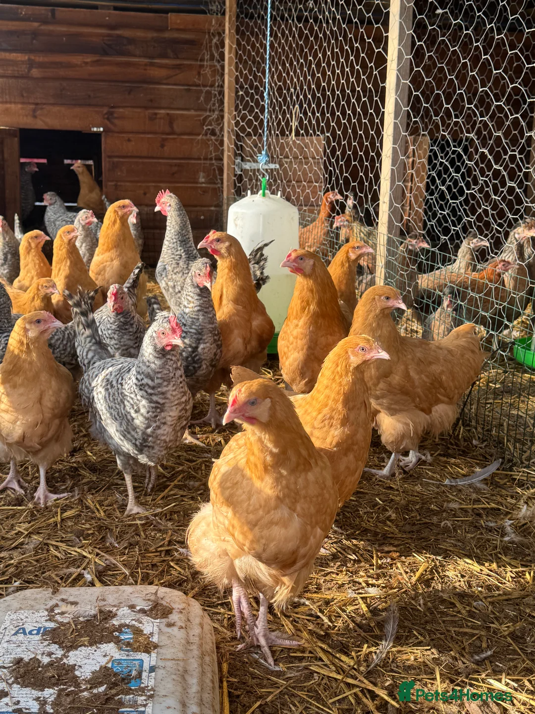 Hens poultry for sale: Buff Orpington’s. Brown leghorns.  cream legbars  - Advert 4