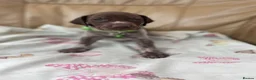 German Shorthaired Pointer dogs for sale: German shorthaired pointer  - Advert 7