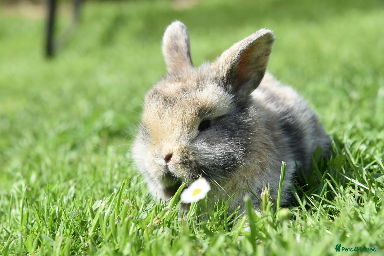 Lionhead rabbits for sale: Baby Lionhead x Lops Looking For New Home - Advert 13